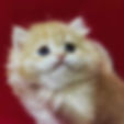 Fluffy ginger Minuet graduate kitten on red background