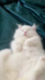 Fluffy white cat sleeping in a Ragdoll and Minuet gallery
