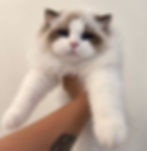 Fluffy bicolor Ragdoll cat held up by an arm.
