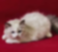 Fluffy Ragdoll graduates kitten on a red background