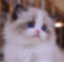 Ragdoll graduates kitten with blue eyes and bicolor coat