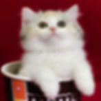 Fluffy white Minuet kitten sitting in a cup.