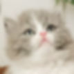 Grey and white Minuet graduates kitten looking up