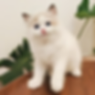 Fluffy white Ragdoll graduates kitten with blue eyes.