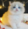 Fluffy white blue-eyed kitten from Ragdoll Graduates