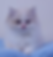 Fluffy white bicolor Ragdoll kitten sitting on a blue blanket.