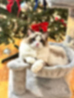 Fluffy Ragdoll cat in a Minuet gallery by the Christmas tree