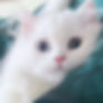 Fluffy white Minuet kitten with big blue eyes