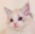 Ragdoll graduates kitten with fluffy ears and blue eyes.