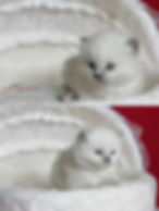 White kitten in the Ragdoll and Minuet gallery