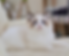 Ragdoll graduates kitten with blue eyes lying on a sofa