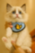 Ragdoll graduates kitten wearing a blue duck bib