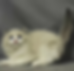 Fluffy bicolor Ragdoll graduates kitten with blue eyes.