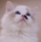 Blue-eyed Ragdoll graduates kitten looking up
