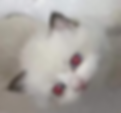 Fluffy Ragdoll graduates kitten looking up