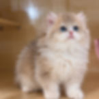 Fluffy Minuet graduates kitten with blue eyes and tan fur.
