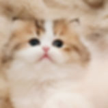 Calico Minuet graduate kitten with large dark eyes.