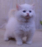 Fluffy white Ragdoll kitten looking up