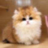 TinyPineapple Minuet