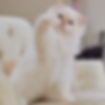 Fluffy white Ragdoll graduates raising a paw on a sofa.