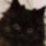 Fluffy black Minuet graduates kitten with big eyes.