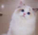 Fluffy white blue-eyed kitten from Ragdoll graduates.
