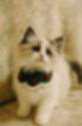 Fluffy Ragdoll kitten wearing a green floral collar