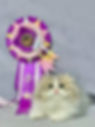 Fluffy Minuet graduate kitten with purple award ribbon