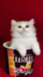 White Minuet kitten in an M&M cup from the Ragdoll and Minuet gallery