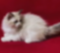 Fluffy Ragdoll graduates kitten sitting on a red background