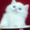 Fluffy white Minuet graduates kitten with blue eyes