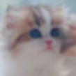 Fluffy Minuet graduate kitten with bright blue eyes