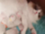 Ragdoll cat nursing newborn kittens in our gallery