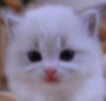 TinyPineapple Kitten