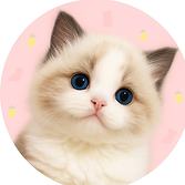 TINYPINEAPPLE RAGDOLL KITTEN
