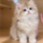 Fluffy Minuet graduates kitten with blue eyes.