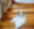 A fluffy Ragdoll graduate kitten sitting on wooden stairs.
