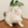 Fluffy white Ragdoll kitten sitting on a wooden surface.