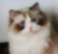 Fluffy Ragdoll graduates cat with bright blue eyes.