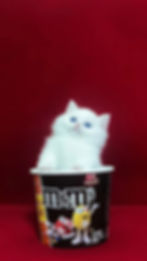 White kitten in an M&M's cup, Ragdoll and Minuet gallery