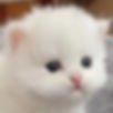 Fluffy white kitten, one of the Minuet graduates