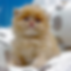 Fluffy orange Minuet graduates kitten sitting on bedding