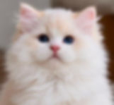 Fluffy white blue-eyed Ragdoll kittens graduate.