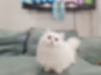 Fluffy white cat in a Ragdoll and Minuet gallery