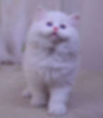Fluffy white Ragdoll graduates kitten looking up