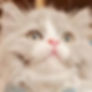Fluffy grey and white Minuet graduates kitten looking up
