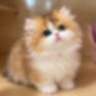 TinyPineapple Minuet