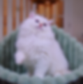 Fluffy white Ragdoll graduates kitten sitting in a green bed