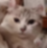 Minuet graduate cat with curled ears