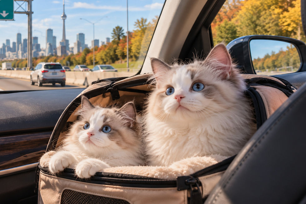Ragdoll kittens traveling to their new home in Ontario